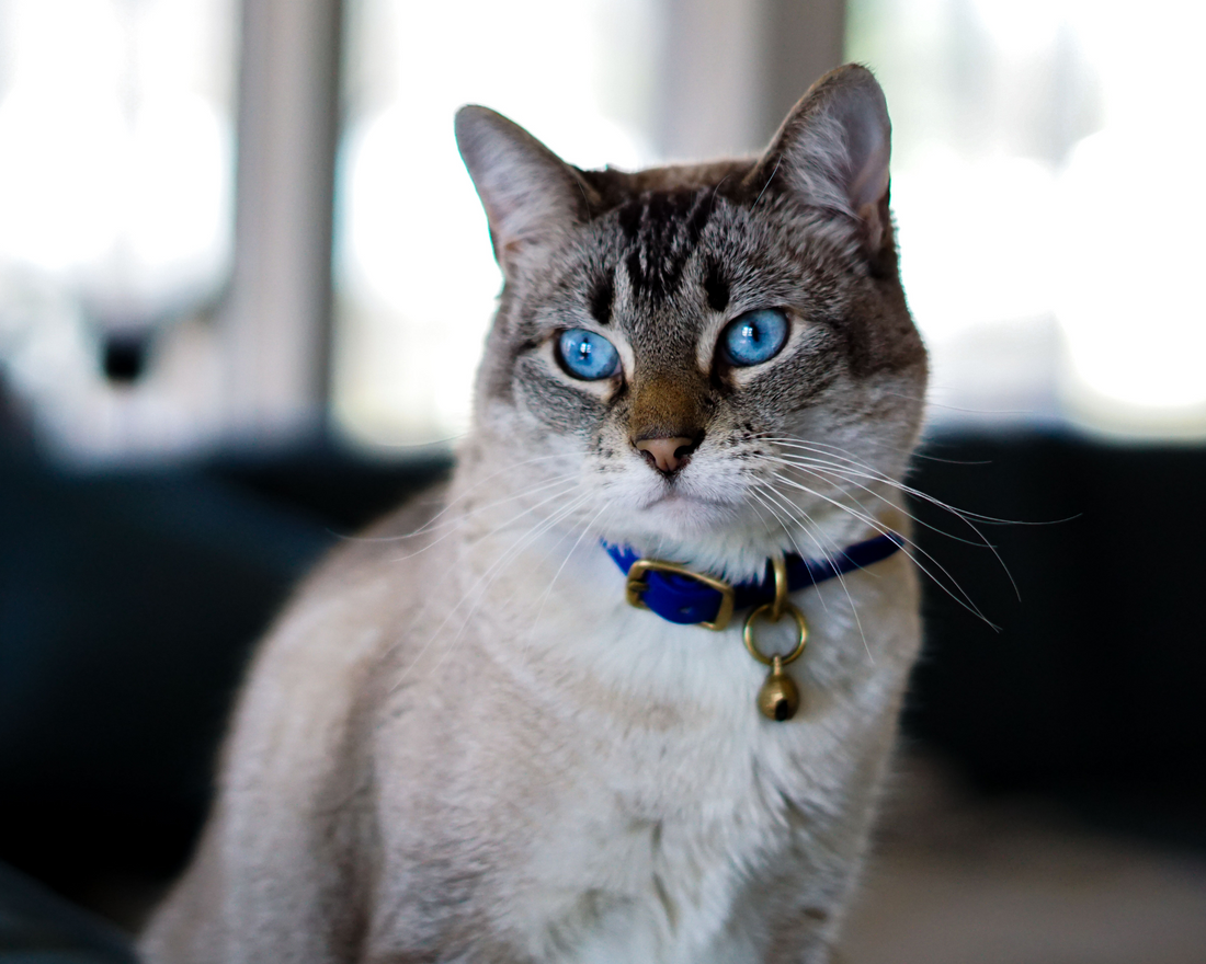 What Are Pet Safe Cat Collars for? Choose the Best for Your Pet