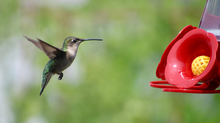 The Secret To Attract Hummingbirds!