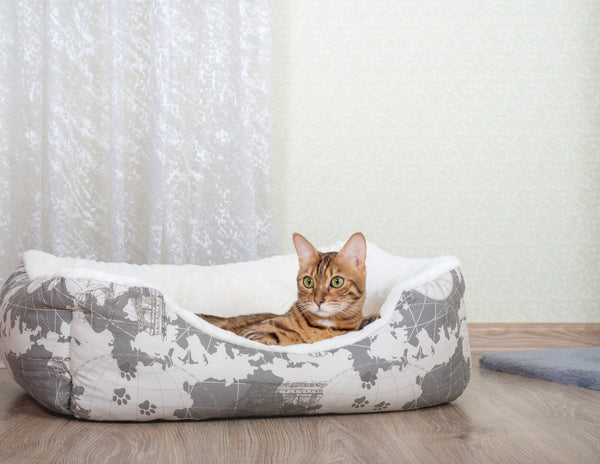 Cat Beds & Cushions