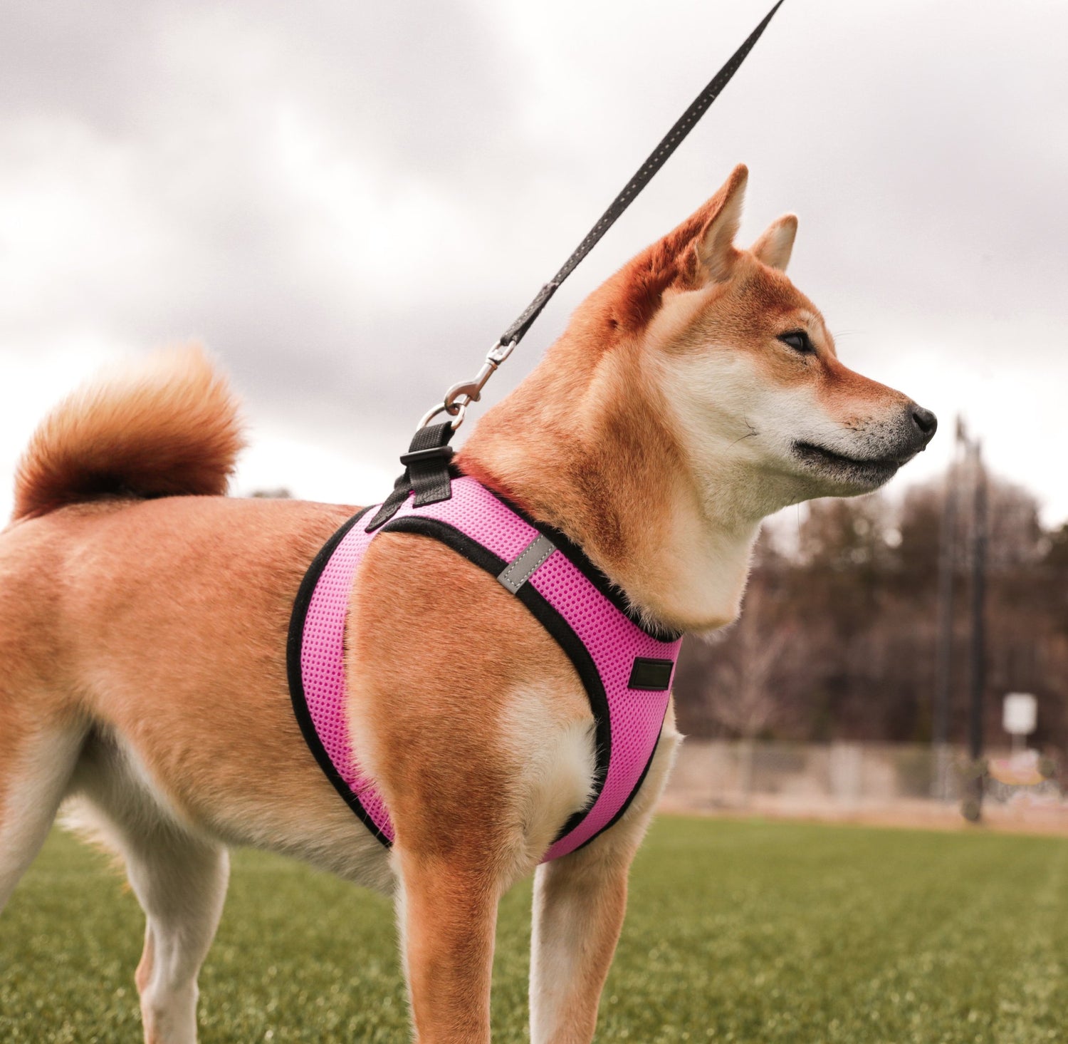 Dog Harness