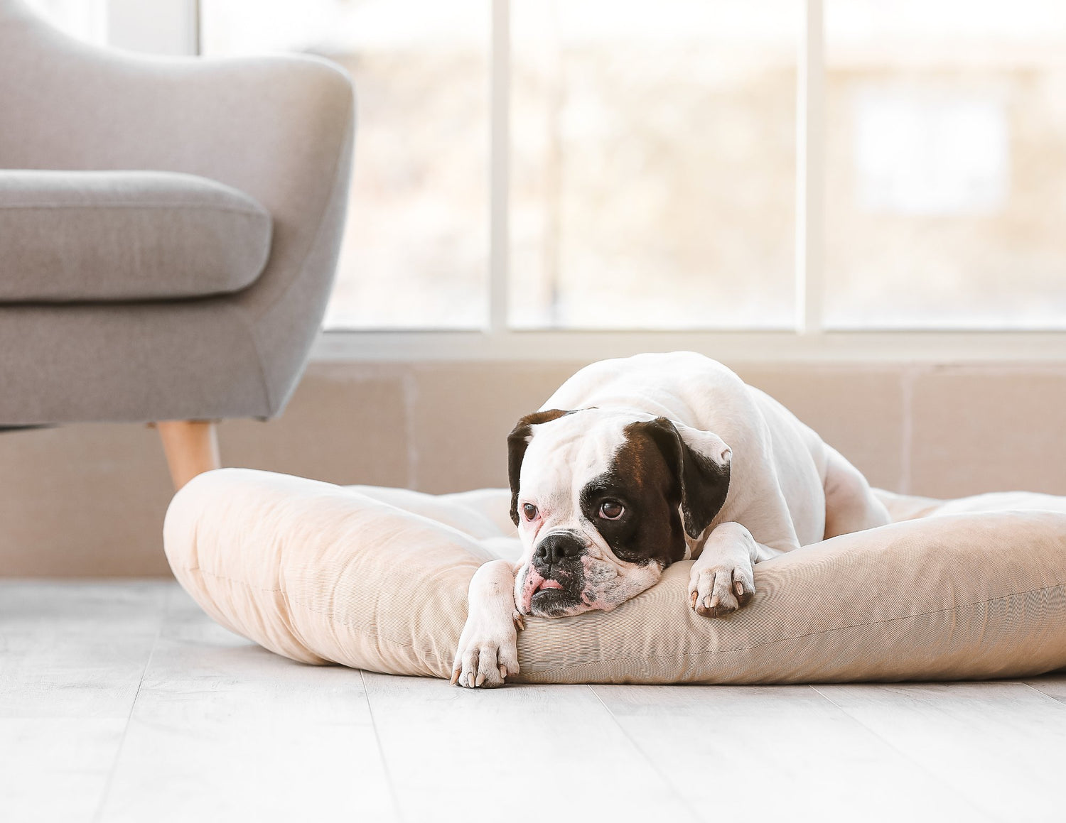 Dog Beds & Blankets