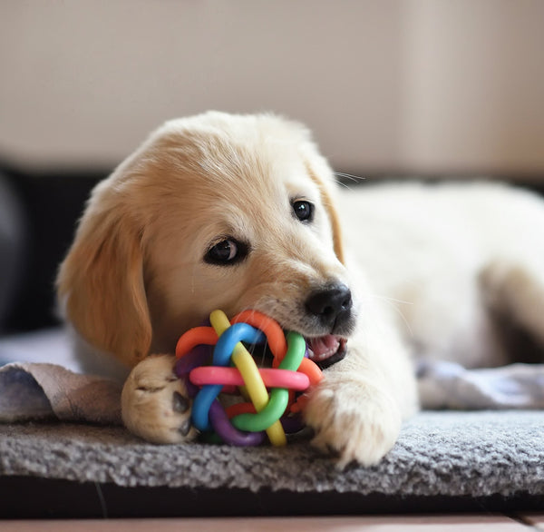 Dog Toys & Chews