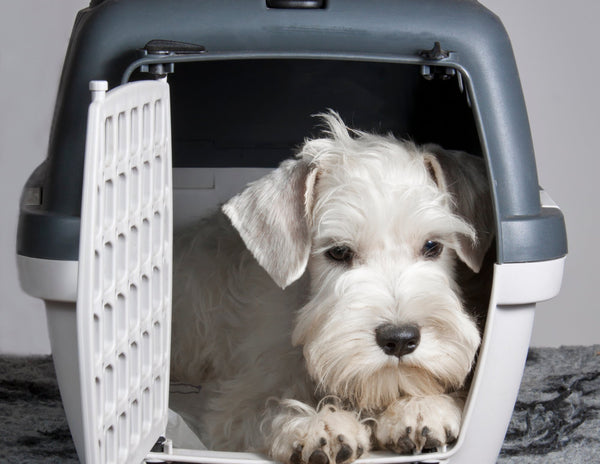 Dog  Carriers, Crates and Totes