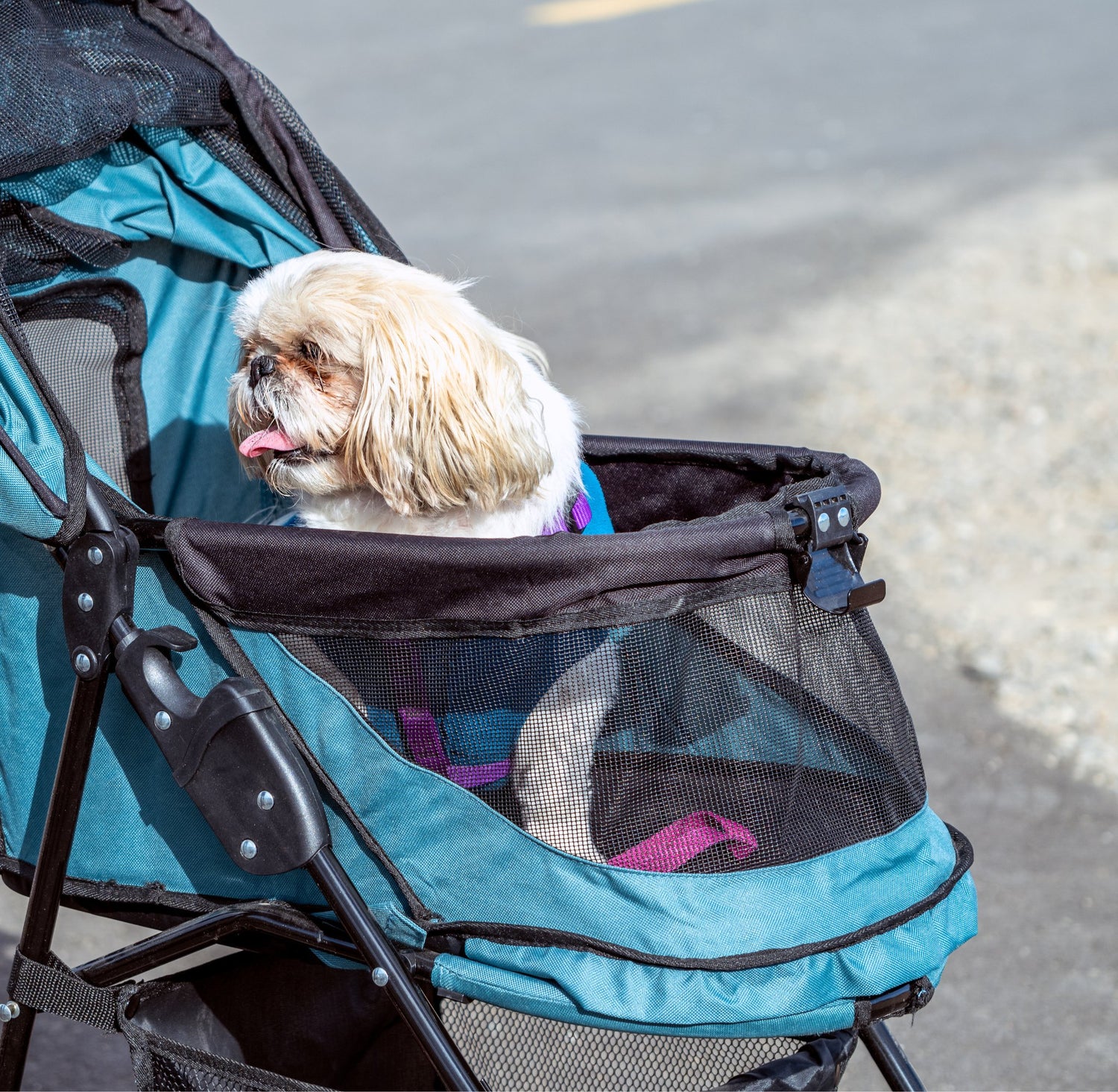 Dog Strollers