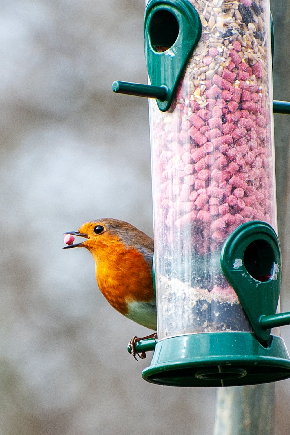 Bird Food