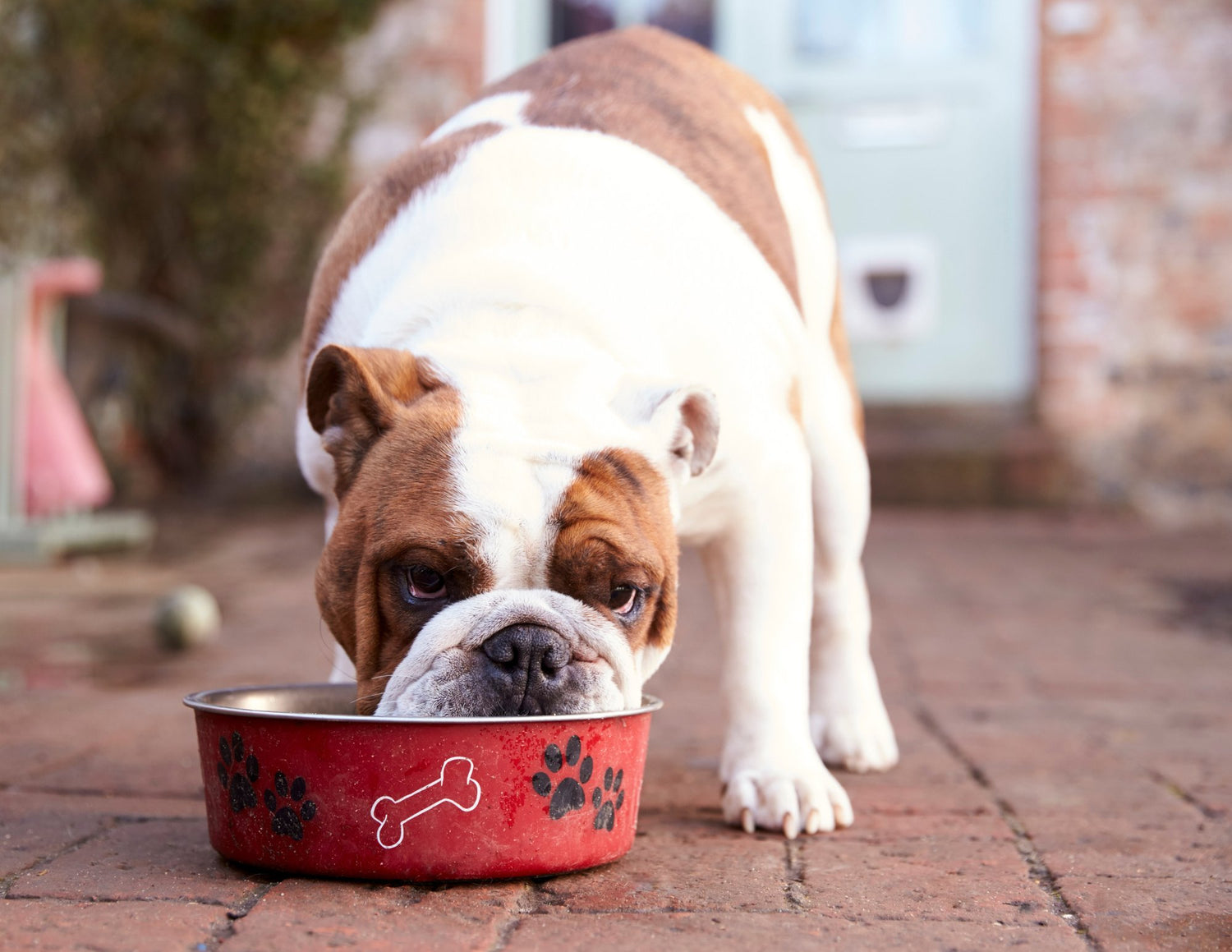 Dog Bowls & Feeders