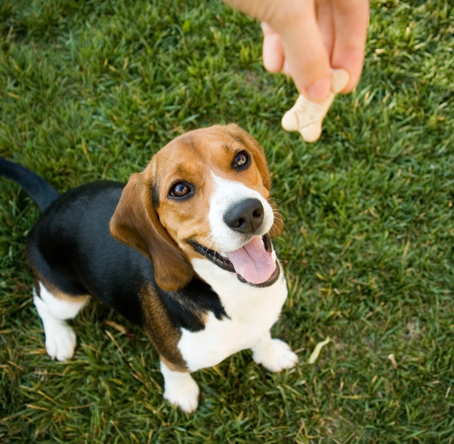 Dog Treats