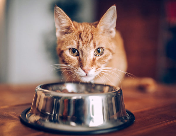Cat Bowls & Feeders