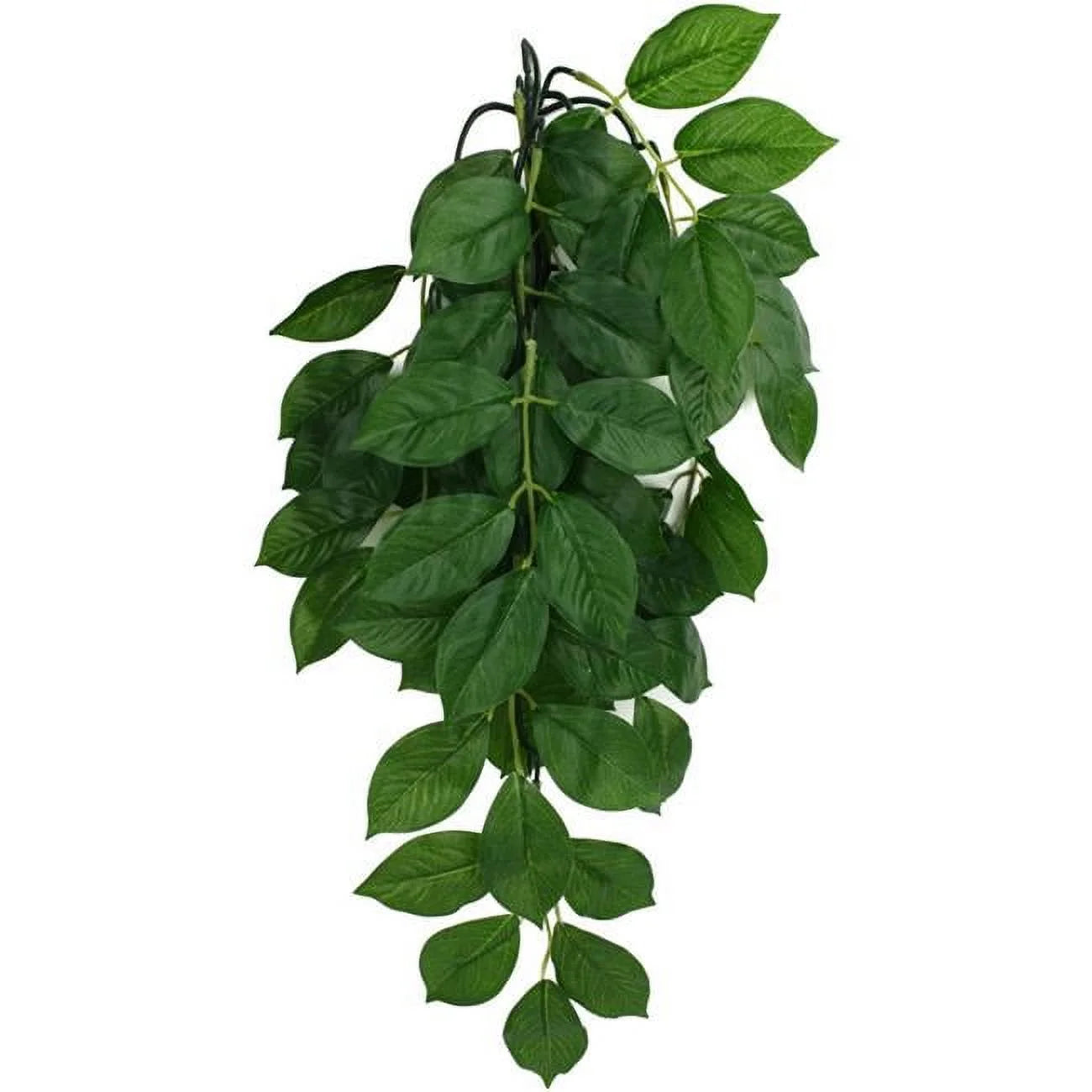 Komodo Grean Leaf Hanging Vine Terrarium Plant