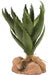 Zoo Med Naturalistic Desert Flora Green Aloe Terrarium Plant